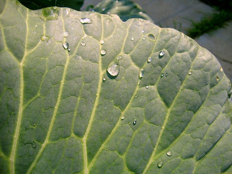 La compresa de hoja de col ayudará a eliminar las venas varicosas en las piernas. 